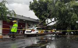 Taxi dañado por árbol caído