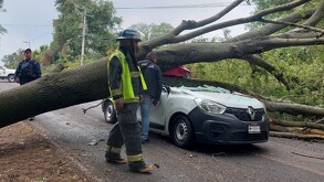 Paramédico y oficiales de la Fiscalía de Michoacán alrededor de una camioneta aplastada por el tronco de un árbol sobre un tramo carretero