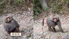 Habitantes de la comunidad La Boca alertan por la presencia de un primate; Protección Civil de Santiago pide no acercarse ni alimentarlo.