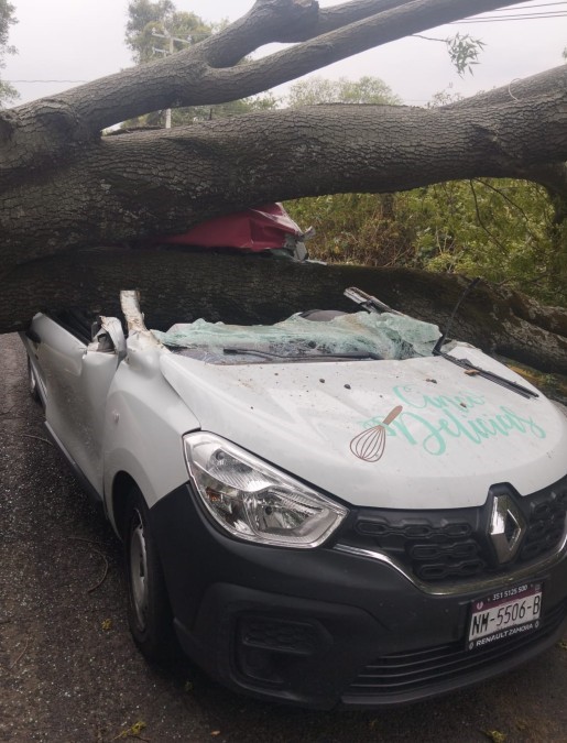 Vista del frente de una camioneta aplastada por el tronco de un árbol sobre una carretera de Michoacán