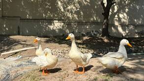 Algunos conductores no respetan los señalamientos que alertan sobre la presencia de las aves