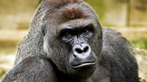 Gorila del zoológico de Cincinnati