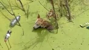 Perro de raza criolla atrapado en un canal de agua contaminada color verde con restos de basura y ramas alrededor