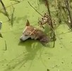 Perro de raza criolla atrapado en un canal de agua contaminada color verde con restos de basura y ramas alrededor