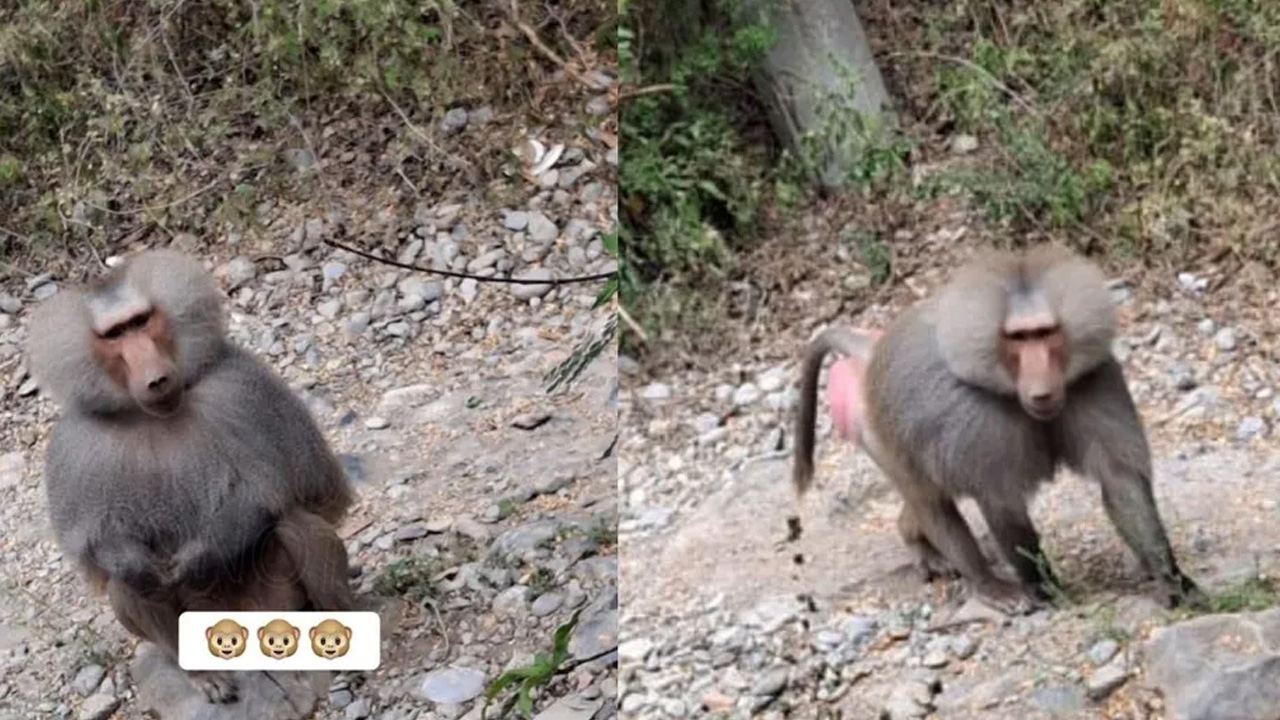 Autoridades confirmaron la presencia de un primate en la presa La Boca, en Santiago, y emitieron recomendaciones para evitar riesgos.