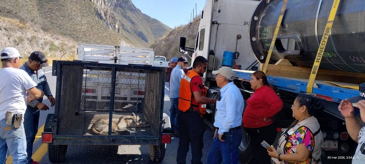 Un puma herido fue protegido por un trailero en La Muralla; su acción permitió el rescate y traslado del felino.