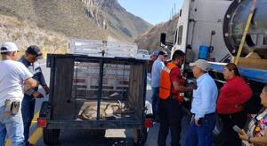 Un puma herido fue protegido por un trailero en La Muralla; su acción permitió el rescate y traslado del felino.