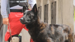 Luego de una ejemplar trayectoria de 10 años, Capitán, oficial canino de bomberos de Zapopan murió; conoce cuál fue su trayectoria al servicio del municipio.
