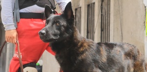 Luego de una ejemplar trayectoria de 10 años, Capitán, oficial canino de bomberos de Zapopan murió; conoce cuál fue su trayectoria al servicio del municipio.