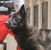 Luego de una ejemplar trayectoria de 10 años, Capitán, oficial canino de bomberos de Zapopan murió; conoce cuál fue su trayectoria al servicio del municipio.