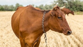 Vaca atropellada es destazada en vía pública de Tonalá