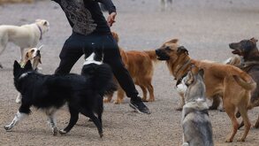 Jauría de perros junto a un hombre en una plaza pública.