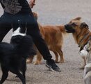 Jauría de perros junto a un hombre en una plaza pública.
