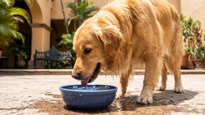 Perro de raza golden retriever tomando agua bajo el sol por temporada de calor en Guadalajara | Recomendaciones y señales de alarma
