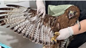 Halcón cola roja recibe atención médica