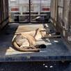 Un puma yace dentro de una jaula metálica colocada en la parte trasera de un vehículo, tras haber sido rescatado luego de un atropellamiento.
