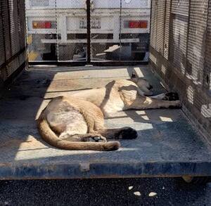 Un puma yace dentro de una jaula metálica colocada en la parte trasera de un vehículo, tras haber sido rescatado luego de un atropellamiento.