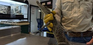 Se observa a un cocodrilo pequeño que lo tiene agarrado un hombre.