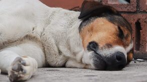 Un perro dormido sobre la acera de la vía pública.