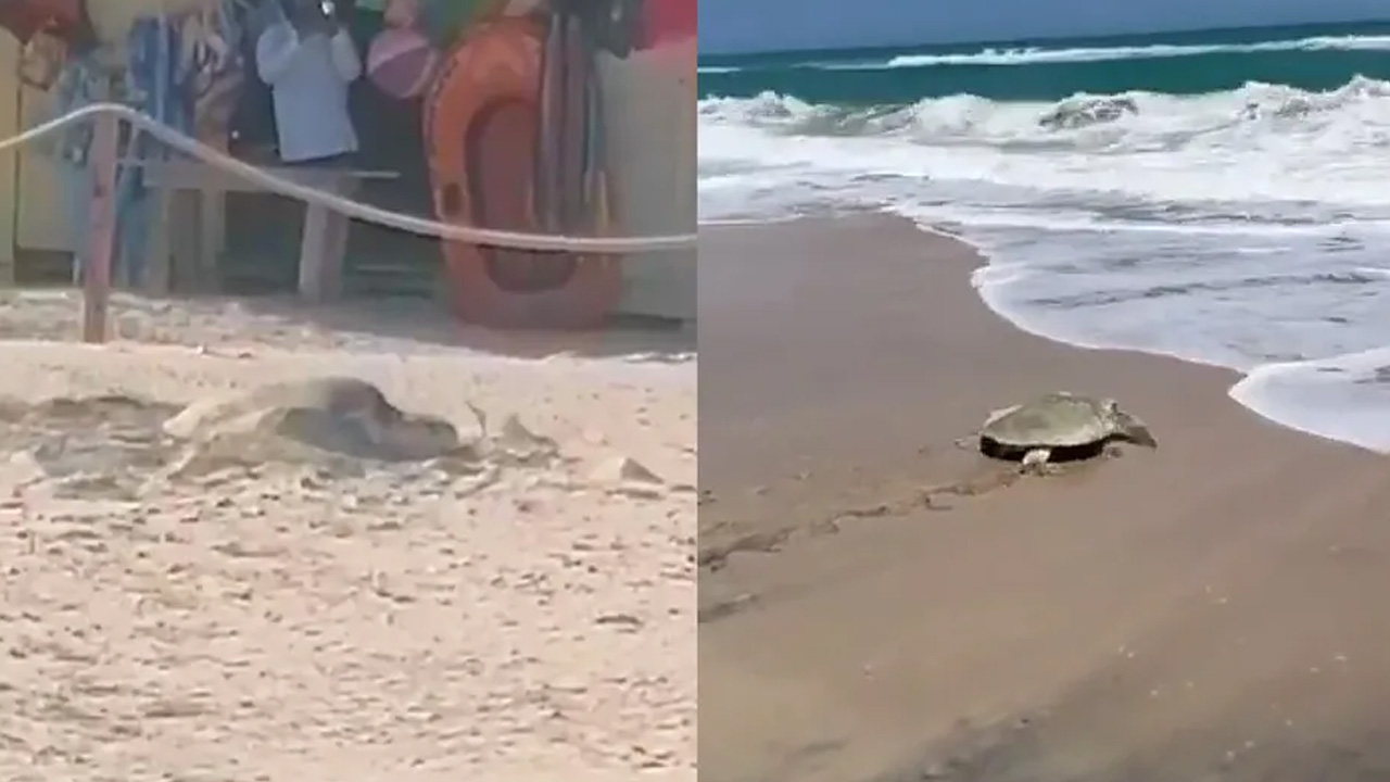Las primeras tortugas lora arribaron a playa Miramar, en Ciudad Madero, durante Semana Santa.