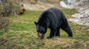 El MUDE conmemora 15 años del rescate de osos en Coahuila con Camila y Capi, símbolo de conservación y reintegración de fauna silvestre.