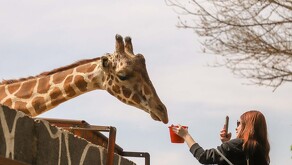 Querétaro cuenta con el Zoológico Wamerú, el cual en Semana Santa se vuelve un destino imperdible por sus ejemplares y atracciones que ofrece.