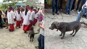 Un perro callejero se ha vuelto símbolo de fe y ternura al seguir procesiones en Huejutla, Hidalgo.