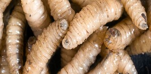 Jalisco refuerza su estrategia sanitaria contra el gusano barrenador, certifica ganado seguro para traslado y capacita a productores ante el riesgo de propagaci