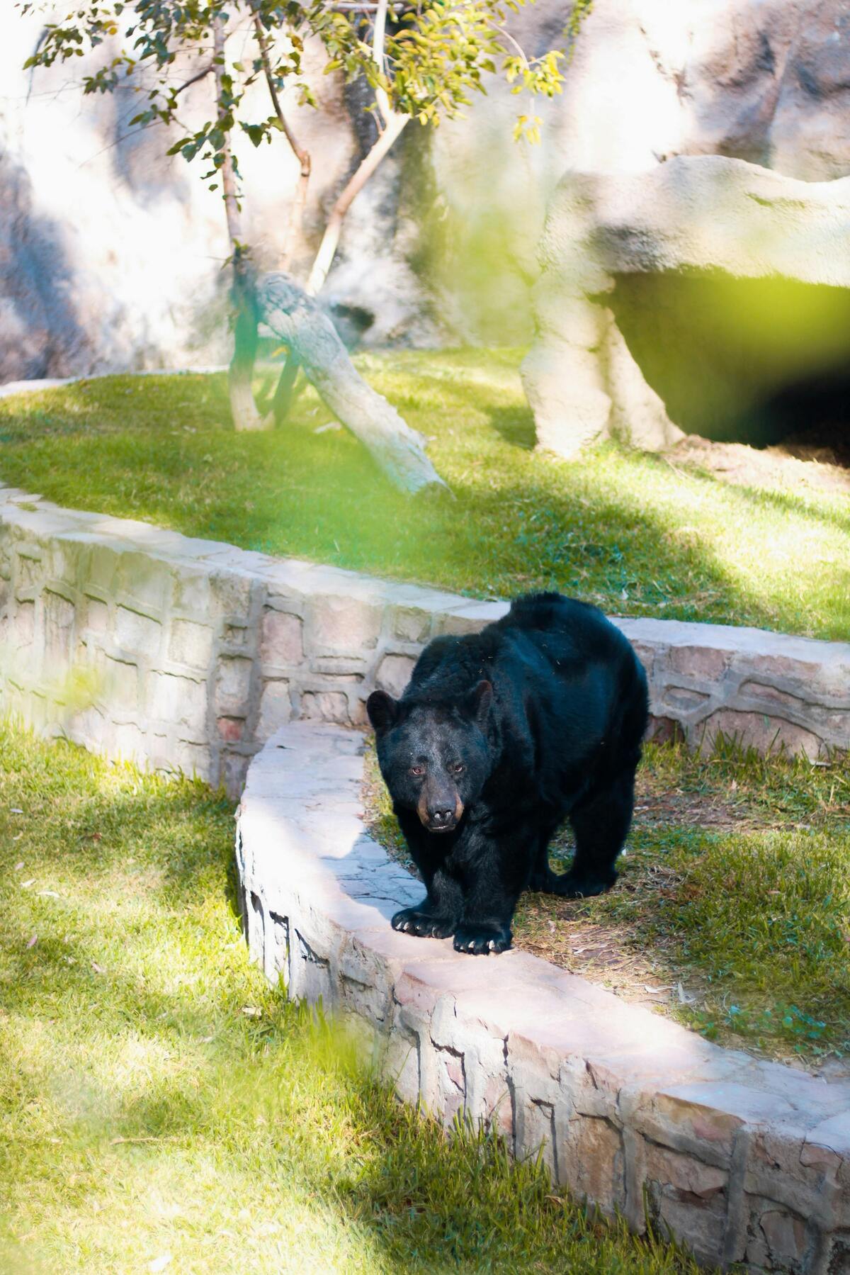 Un oso sorprendió a una familia en Monterreal mientras convivían; el video se volvió viral y alerta sobre riesgos.