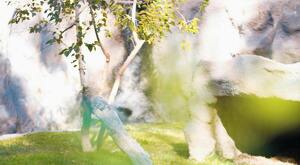 Un oso sorprendió a una familia en Monterreal mientras convivían; el video se volvió viral y alerta sobre riesgos.