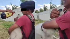 Jóvenes se graban mientras obligan a perrito a tomar cerveza en Hidalgo; autoridades ya investigan.