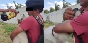 Jóvenes se graban mientras obligan a perrito a tomar cerveza en Hidalgo; autoridades ya investigan.