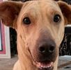 Kira, perrita que murió tras ser golpeada por su dueño