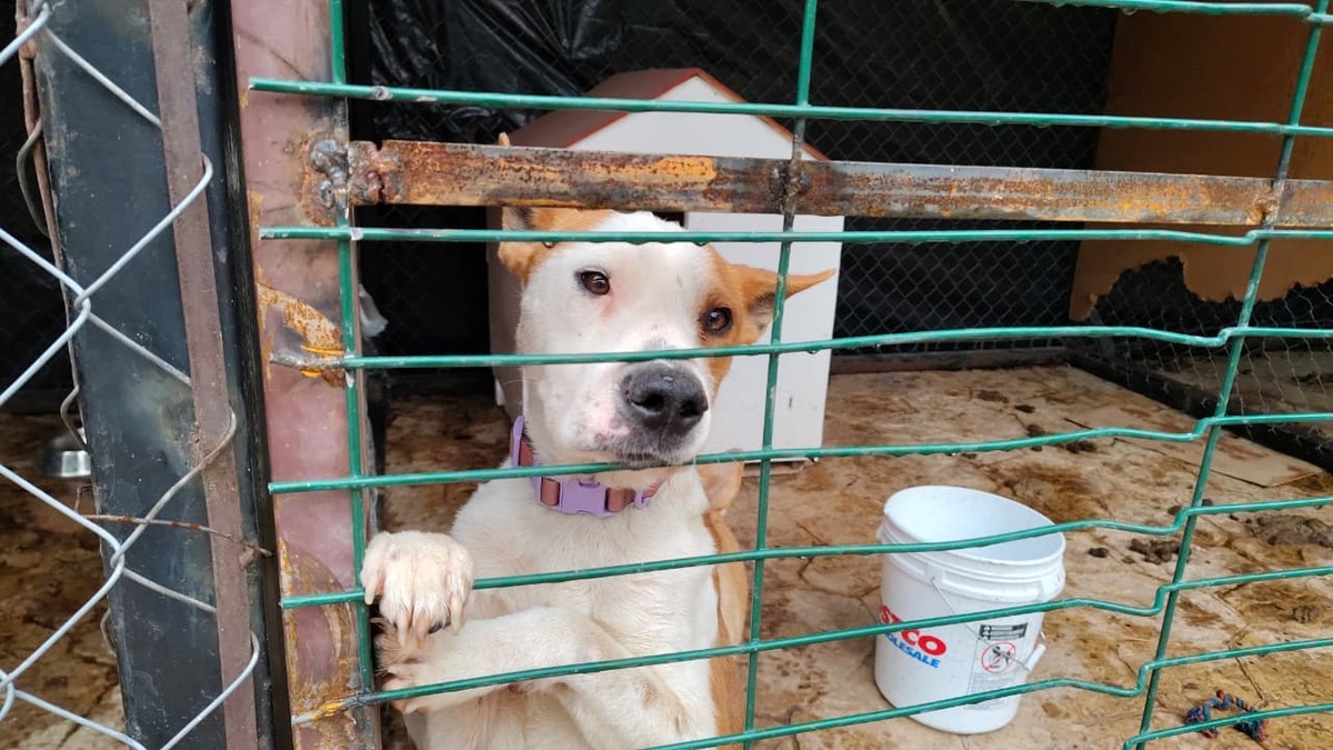 El parque Urdiñola en Saltillo reabre como espacio pet friendly con adopción responsable de perros rescatados.