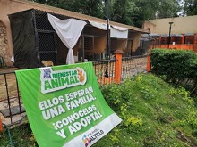El parque Urdiñola en Saltillo reabre como espacio pet friendly con adopción responsable de perros rescatados.