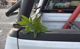 La planta de marihuana fue localizada en la jardinera de La Minerva y rápidamente se volvió viral.