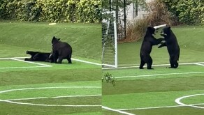 Ositos jugando en cancha de futbol en Santa Catarina.