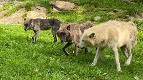 Manada de tres lobos de distinto colores caminando por el pasto con rocas alrededor dentro del zoológico ZooAmerica