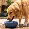 Perro de raza golden retriever tomando agua bajo el sol por temporada de calor en Guadalajara | Recomendaciones y señales de alarma