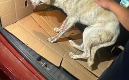 Perrito siendo trasladado a un veterinario luego de ser atacado con un rifle de postas en El Salado, Culiacán.