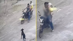 motociclista armado ataca a perrito en El Salto