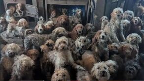 Rescate de 250 perros hacinados en Reino Unido