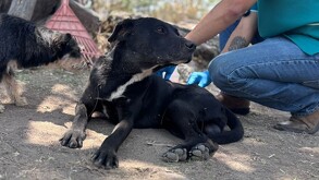 Perro de raza mestiza color negro de nombre Bubu, echado sobre un suelo de tierra con un veterinario detrás y otro perrito a un lado