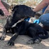 Perro de raza mestiza color negro de nombre Bubu, echado sobre un suelo de tierra con un veterinario detrás y otro perrito a un lado