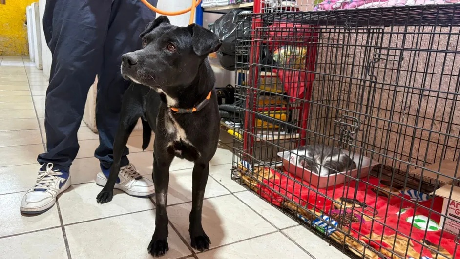 'Bubu', el perrito con 