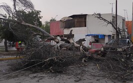 Álamo caído en Jacarandas.