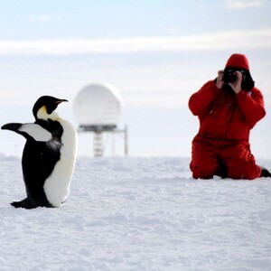 Pingüino emperador, en peligro de extinción, siendo fotografiado.
