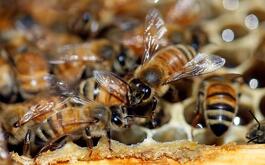 Telediario Media ¿Qué pasaría con la humanidad si las abejas desaparecen?