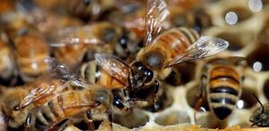 Telediario Media ¿Qué pasaría con la humanidad si las abejas desaparecen?