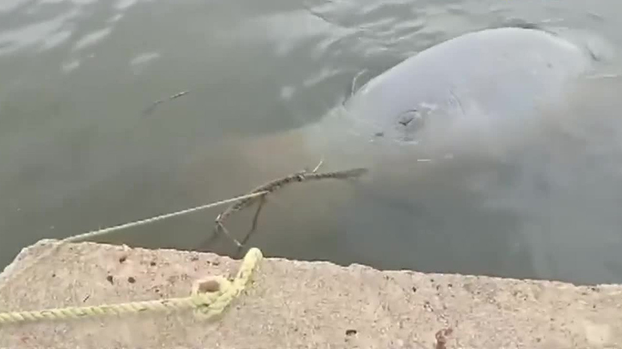 Un pelícano y un manatí fueron hallados sin vida en el río Coatzacoalcos, en Veracruz, lo que genera preocupación.